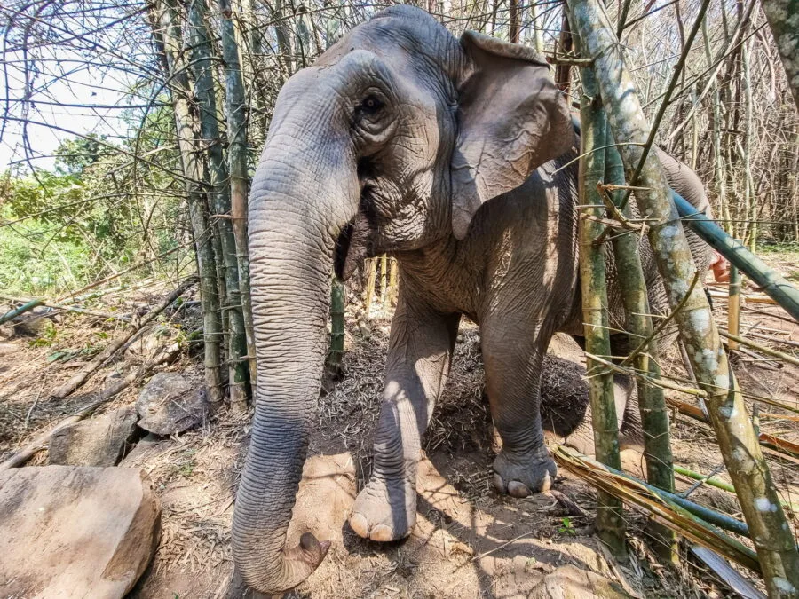 bamboo elephant steps chiang rai