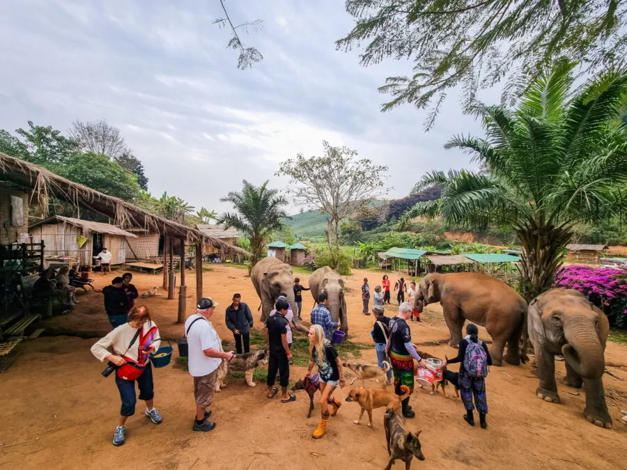 meeting with elephants elephant steps chiang rai