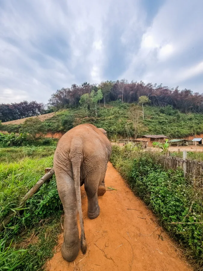 start of the elephant steps ride chiang rai