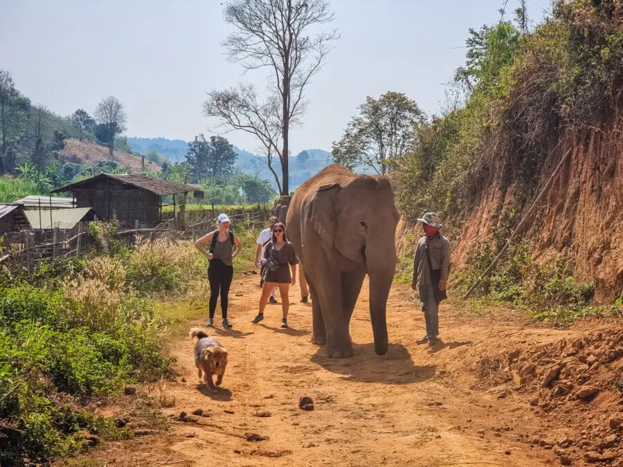 departure for a ride with elephant steps chiang rai