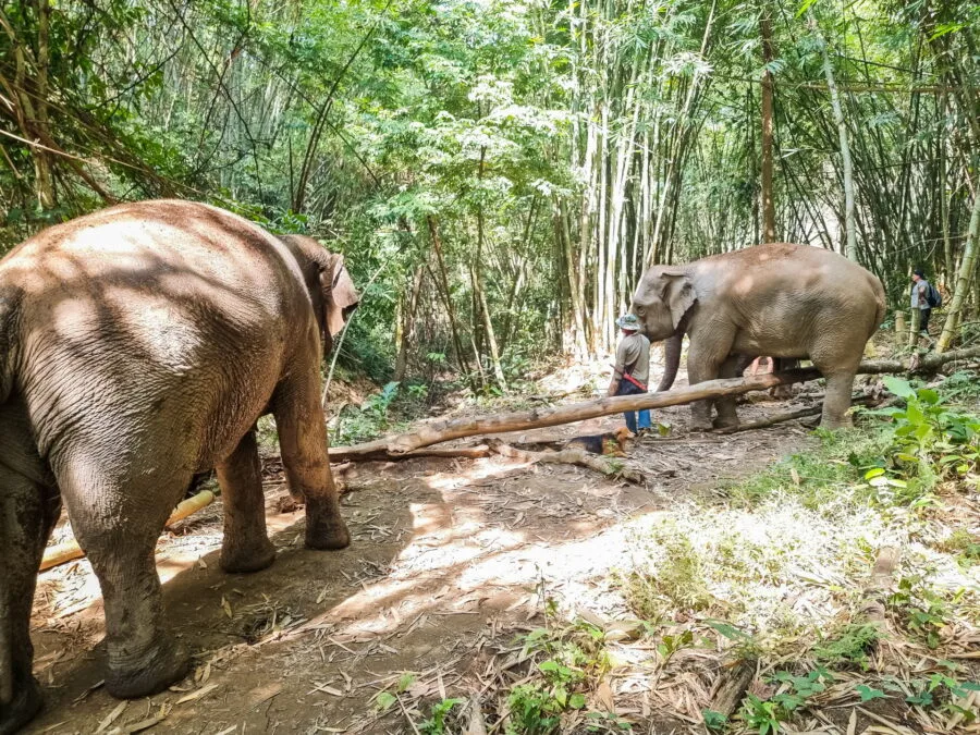 two elephants in bamboo forest elephant steps chiang rai