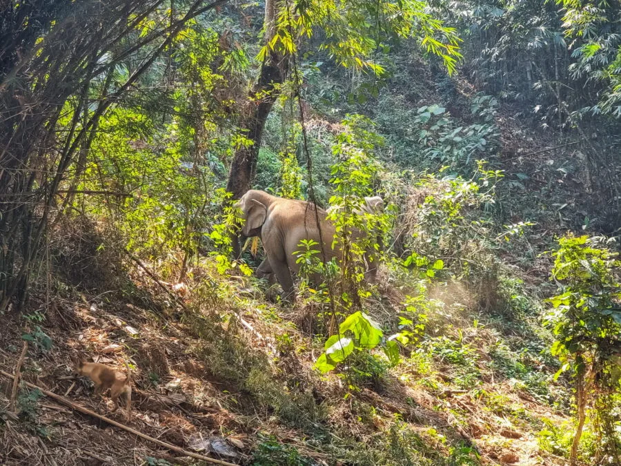 elephant enjoying forest ride with elephant steps chiang rai