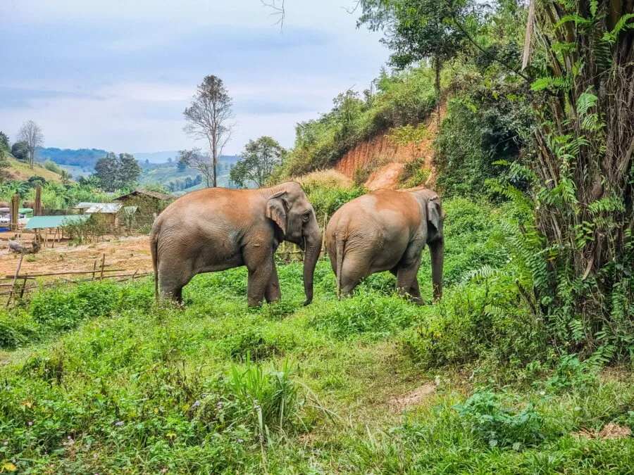 elephant steps in chiang rai