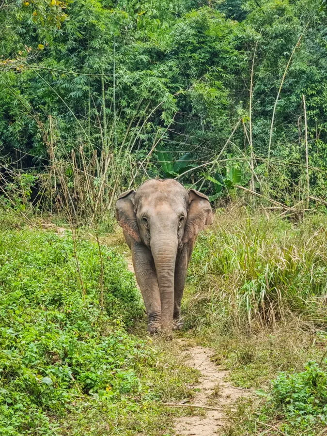 facing an elephant elephant steps chiang rai