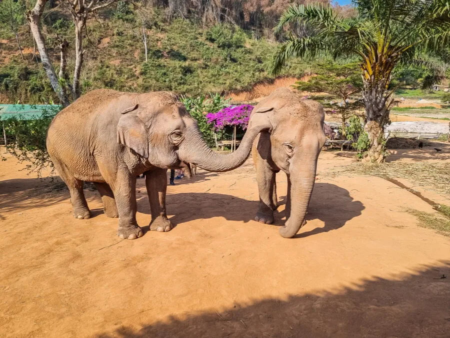 end of day elephant steps chiang rai