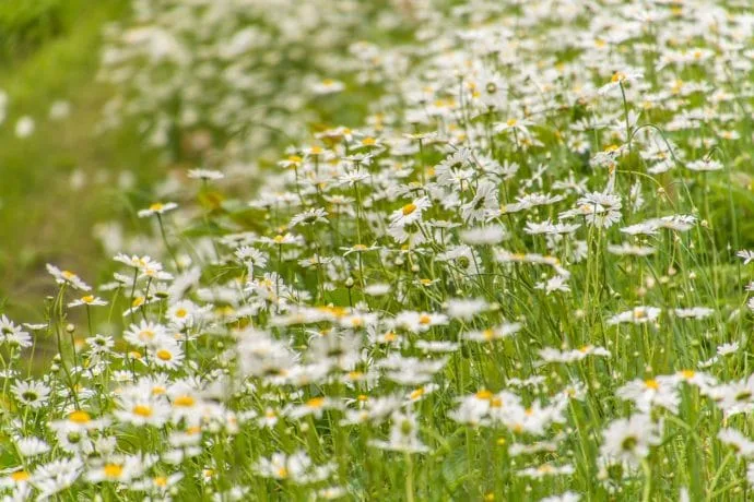 white flowers miyama village kayabuki-no-sato - kyoto prefecture japan