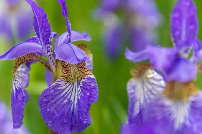 purple flowers miyama village kayabuki-no-sato - kyoto prefecture japan 13