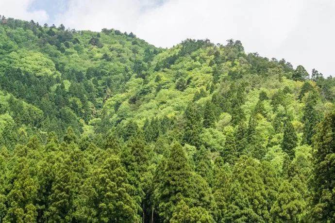 forest surrounding village miyama kayabuki-no-sato - kyoto prefecture japan