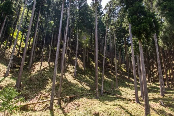 fir forest kyoto prefecture - japan