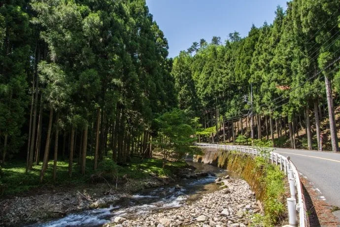 forest fir trees road kyoto prefecture - japan