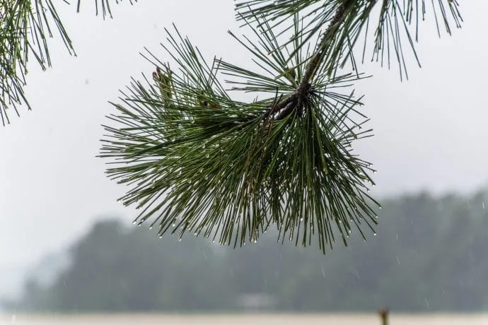 drops firs amanoshidate japan