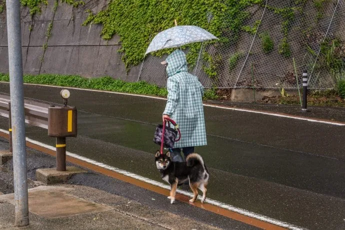 resident walks dog village ine - japan