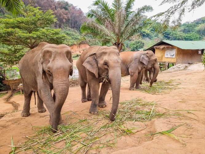 horde elephant steps chiang rai