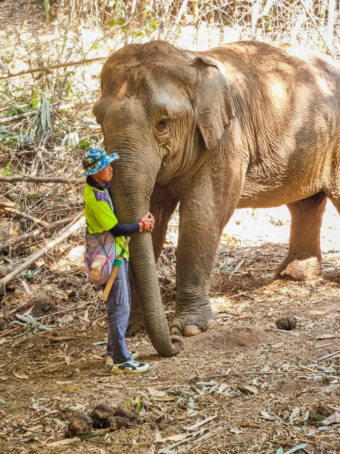 mahout at elephant steps chiang rai