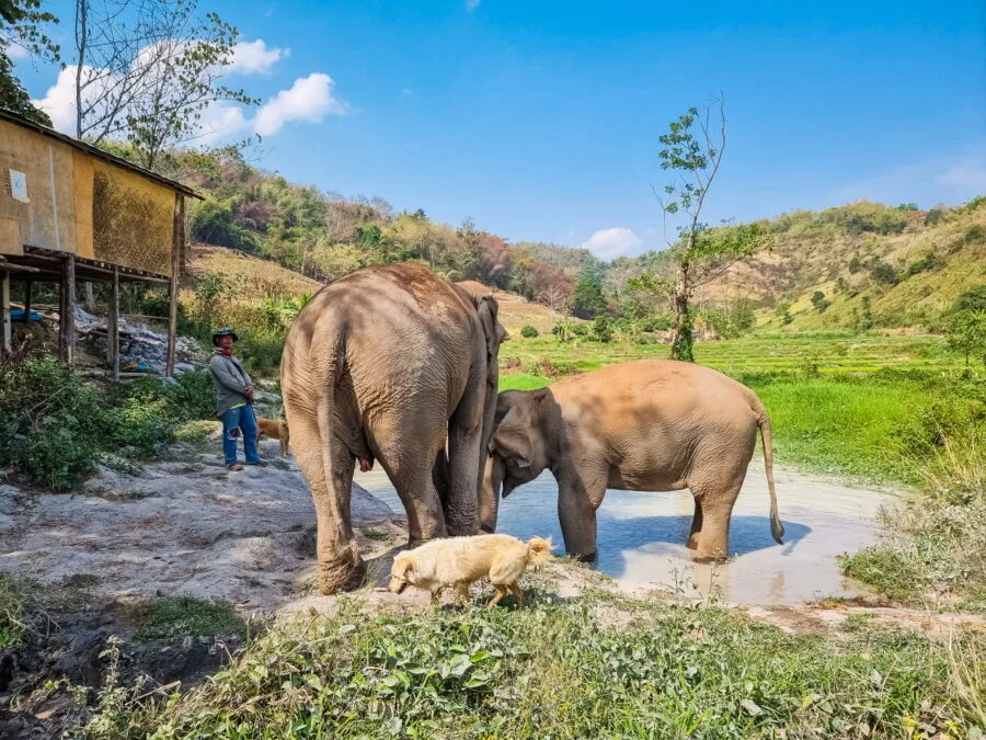 moment bain elephant steps chiang rai