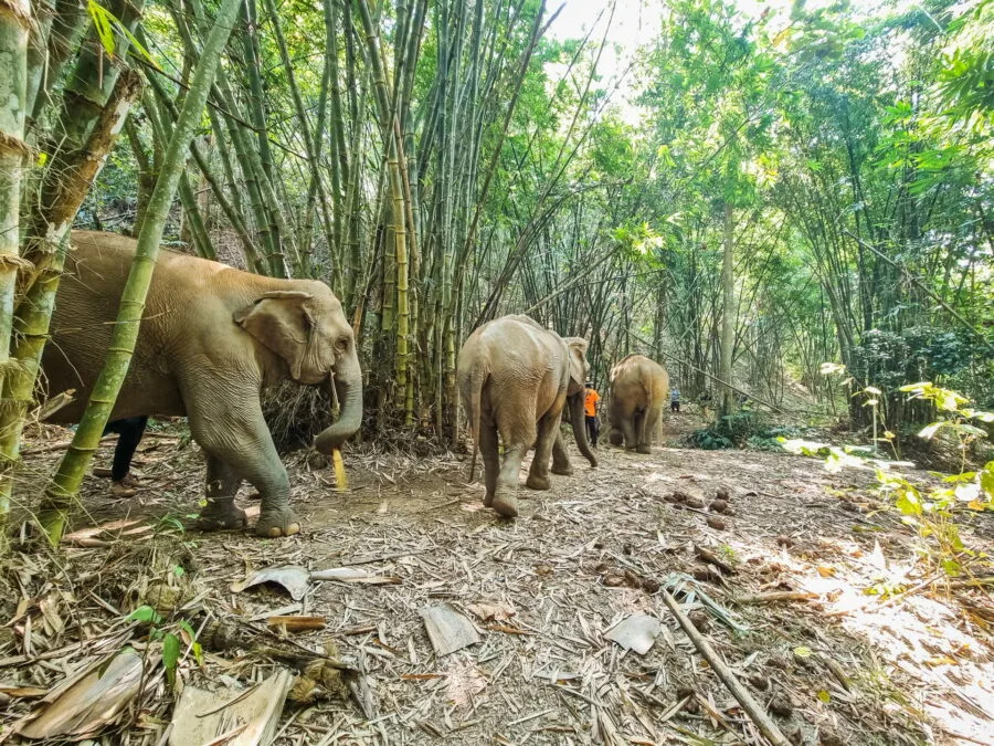 bamboo forest passage elephant steps chiang rai
