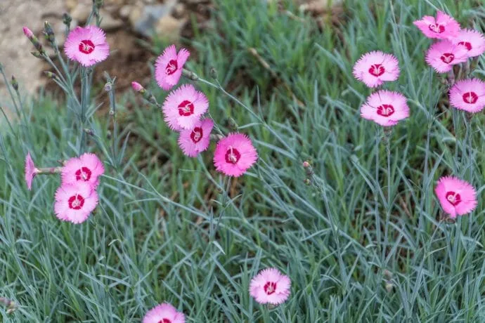 small pink flowers miyama village kayabuki-no-sato - kyoto prefecture japan