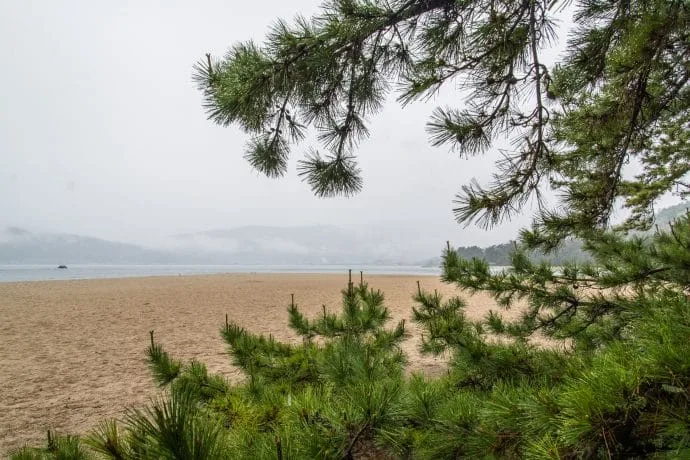 amanoshidate pines japan