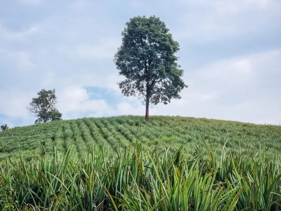 pineapple plantation near elephant steps chiang rai