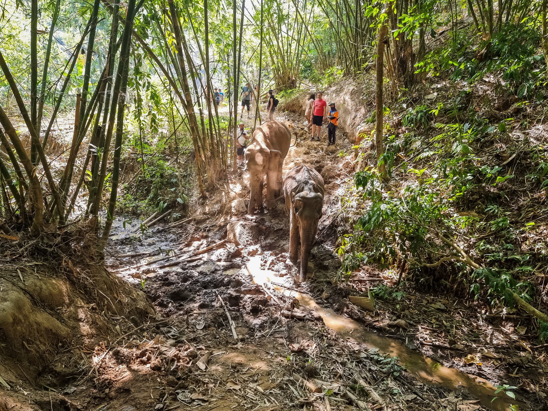 rencontre avec les elephants chiang rai