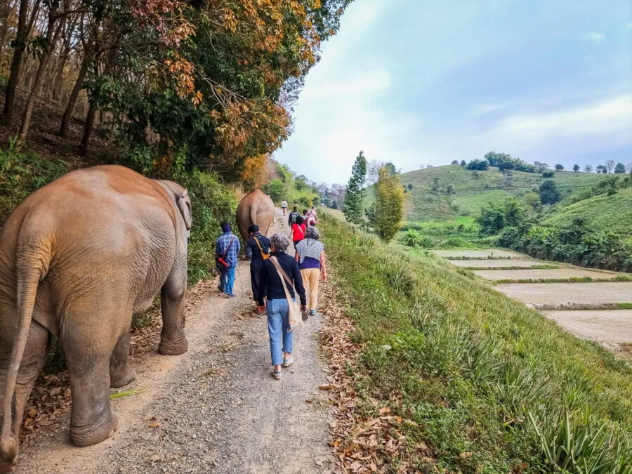 return to the elephant steps sanctuary in Chiang Rai