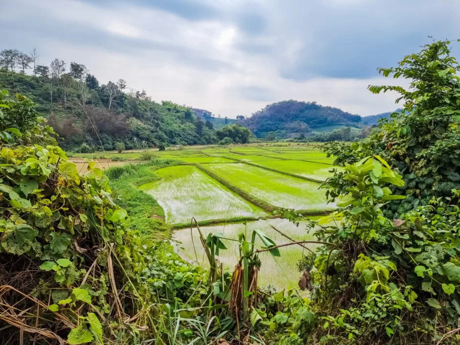 rice field near elephant steps chiang rai