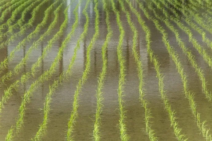 rice field village miyama kayabuki-no-sato - kyoto prefecture japan
