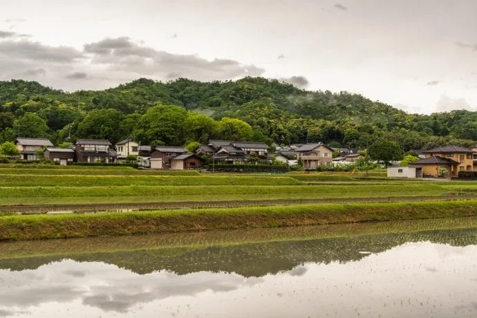 hioki rice fields north kyoto - japan
