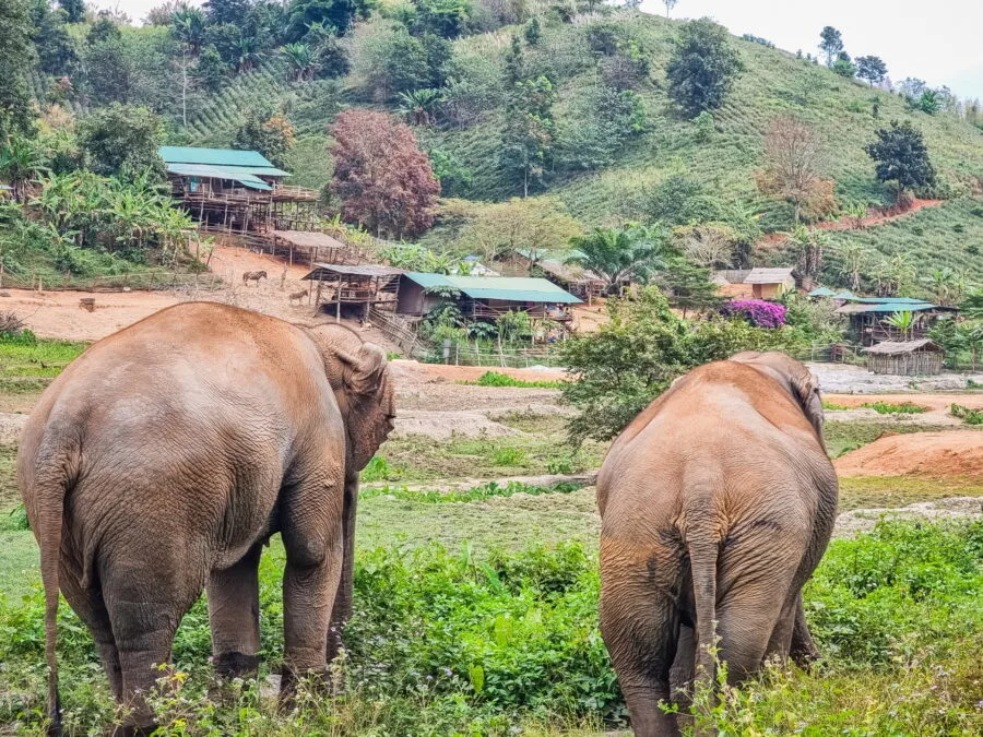 Elephant Steps Sanctuary Chiang Rai