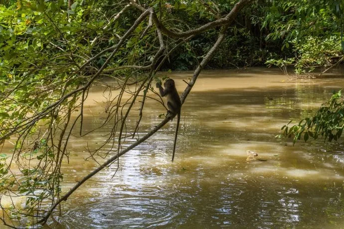 monkey cave le khao kob trang