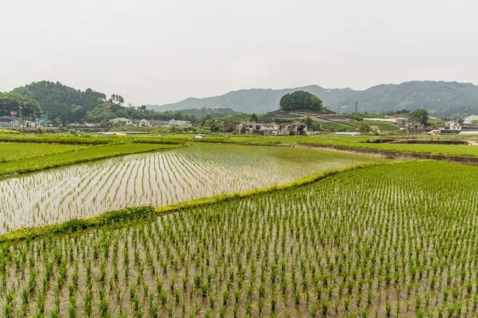 bike ride wazuka rice fields - kyoto prefecture japan
