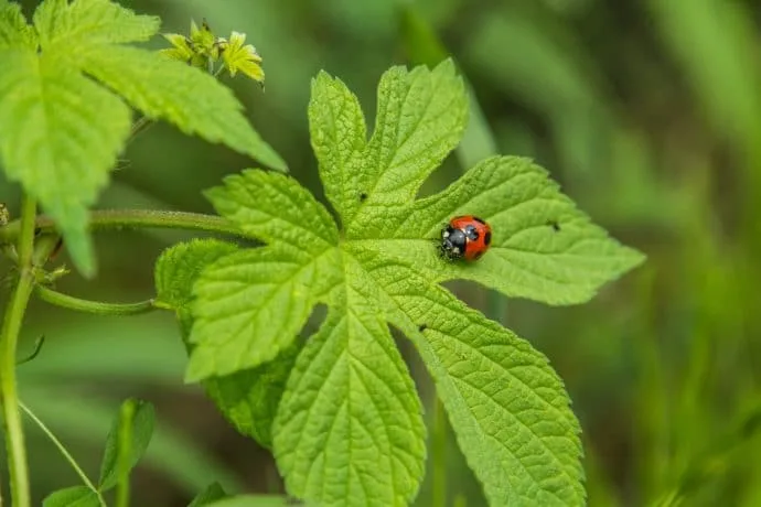 ladybug downhill wazuka mountain - kyoto prefecture japan