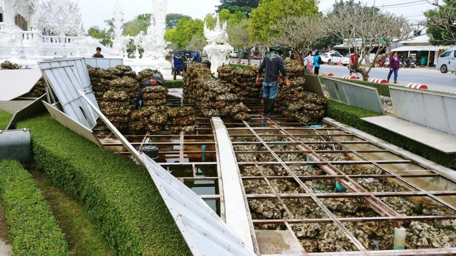 oyster farming white temple wat rong khun chiang rai thailand