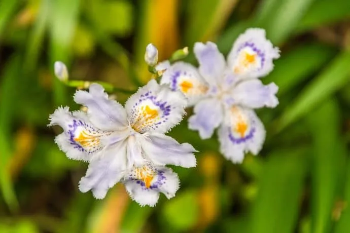 flower seen during descent wazuka mountain - kyoto prefecture japan