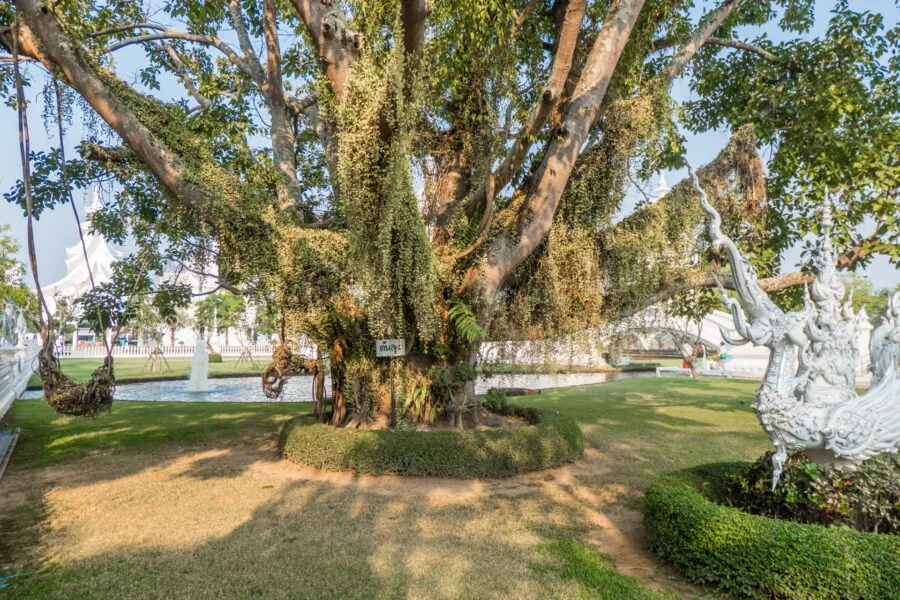 big tree next to white temple