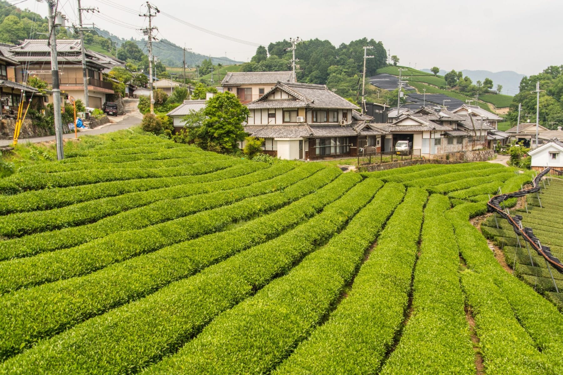 tea plantation bike ride wazuka - kyoto prefecture japan