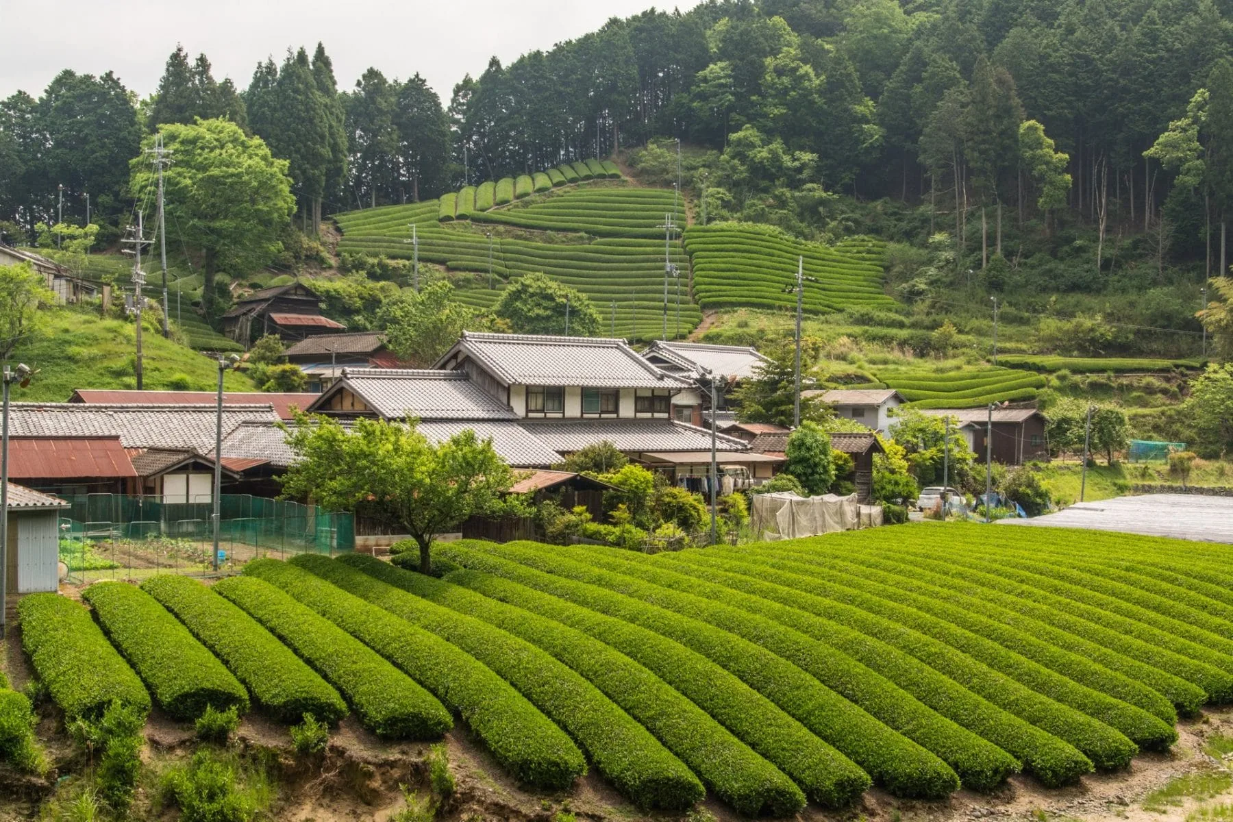 tea plantation downhill wazuka mountain - kyoto prefecture japan