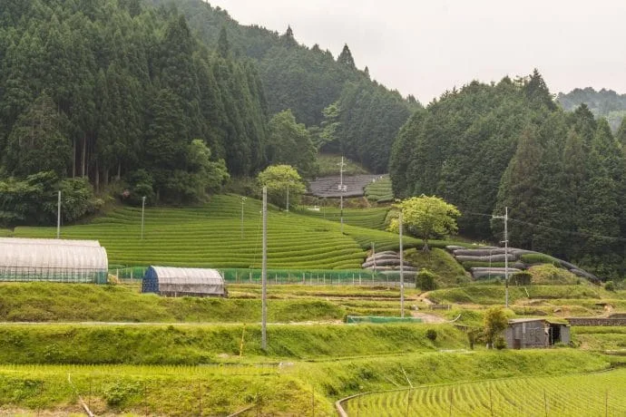 plantations downhill wazuka mountain - kyoto prefecture japan