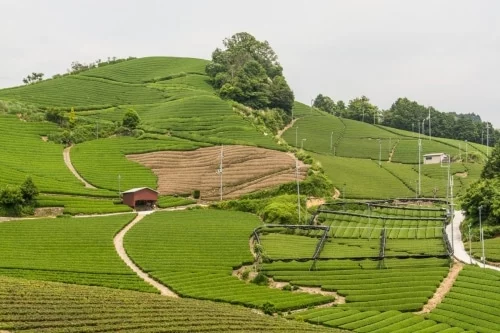 the wazuka plantations - japan