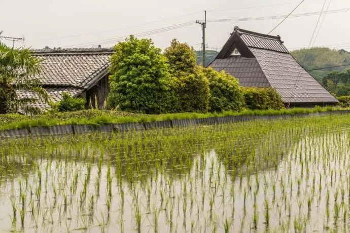 rice fields wazuka bike ride - kyoto prefecture japan
