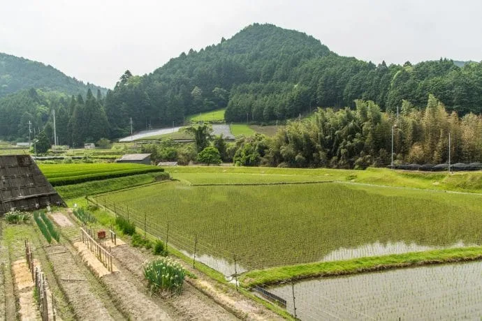 rice fields downhill wazuka mountain - kyoto prefecture japan