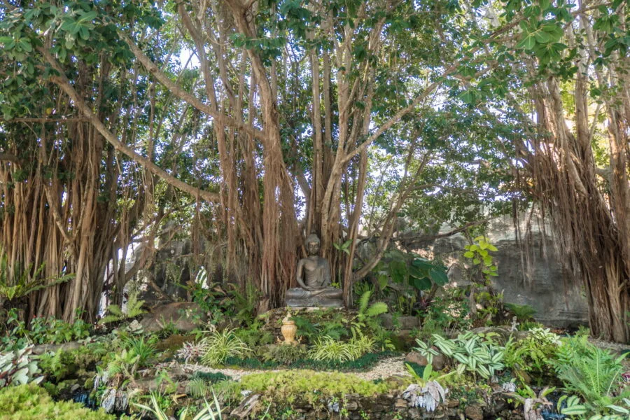 buddha statue under tree garden white temple chiang rai