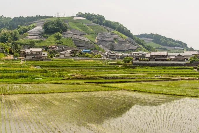 view from d matcha cafe wazuka - kyoto prefecture japan