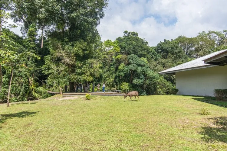 at the visitor center khao yai national park - thailand