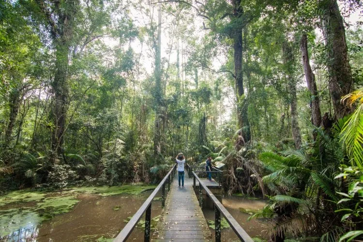 walk trail visitor center khao yai national park - thailand