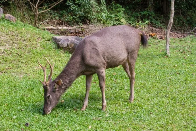 deer khao yai national park - thailand