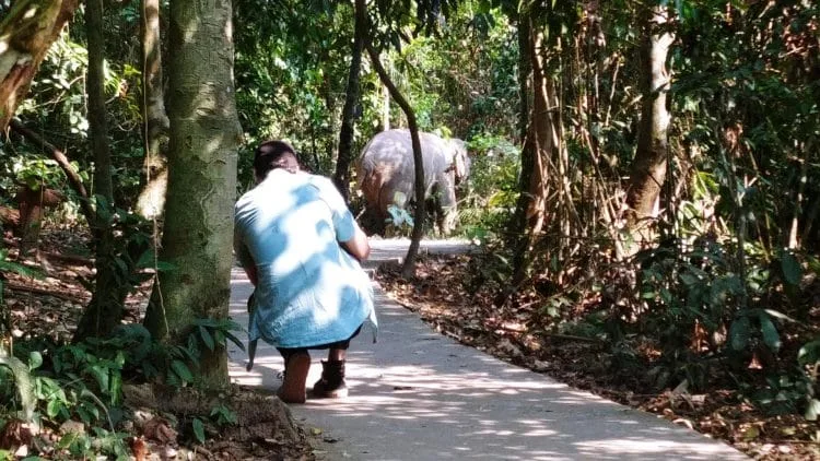 wild elephant haew narok khao yai national park - thailand