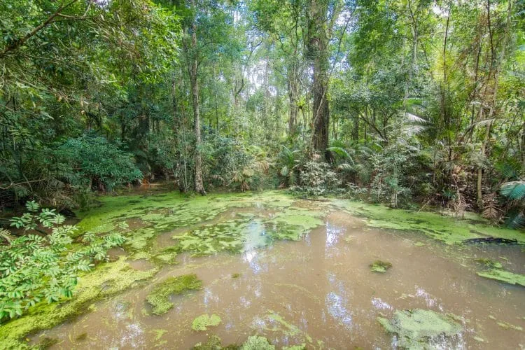 jungle trail visitor center khao yai national park - thailand