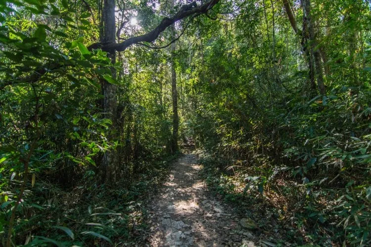 pha kluai mai waterfall trail khao yai national park - thailand