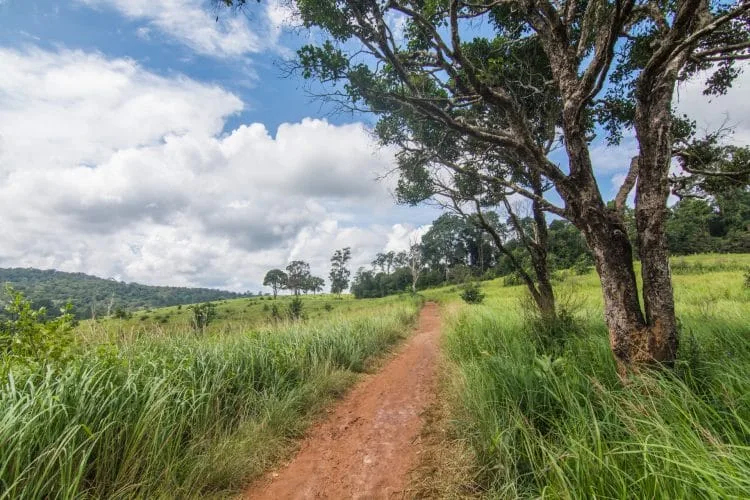 nong phak chi tour trail - khao yai national park - thailand